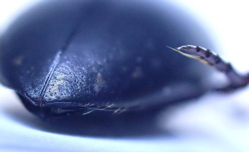 Ilybius quadriguttatus